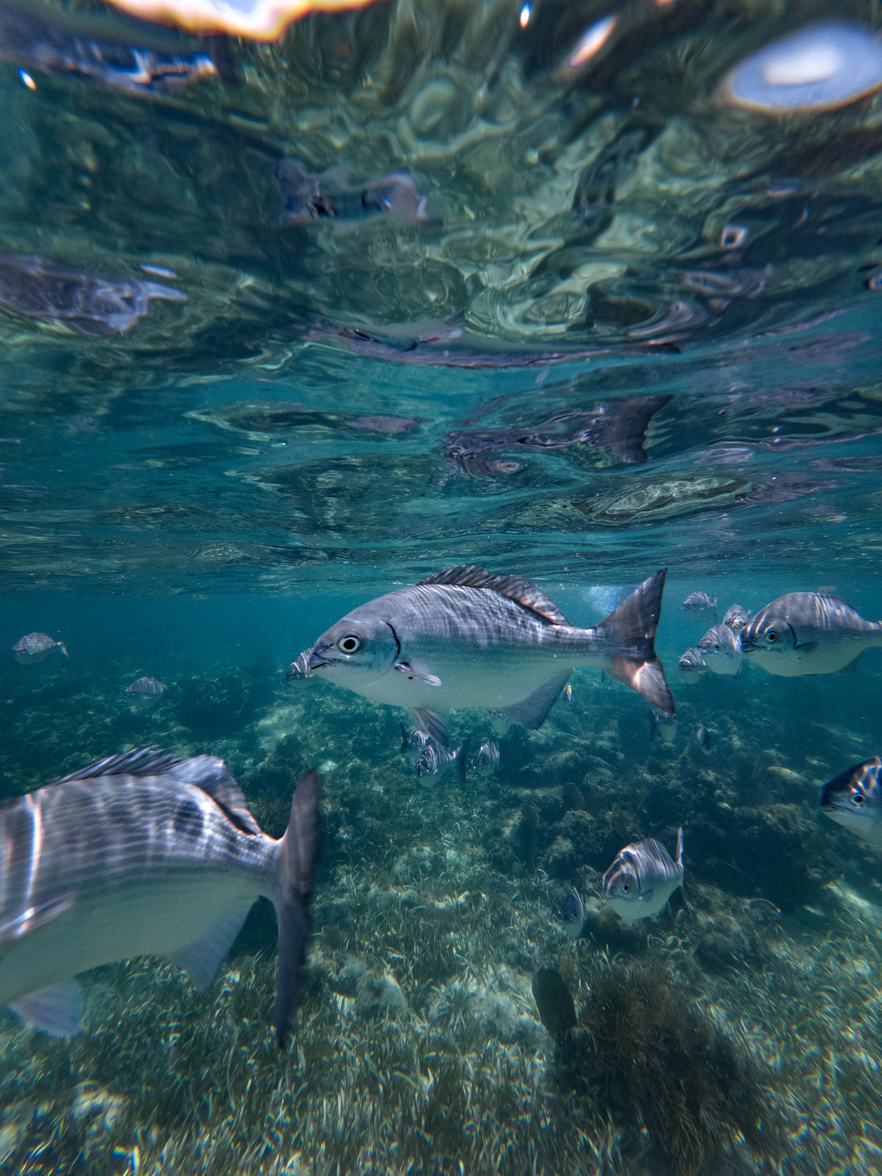 Jungle Tour Individual Cancún con Snorkel y Ceremonia Maya