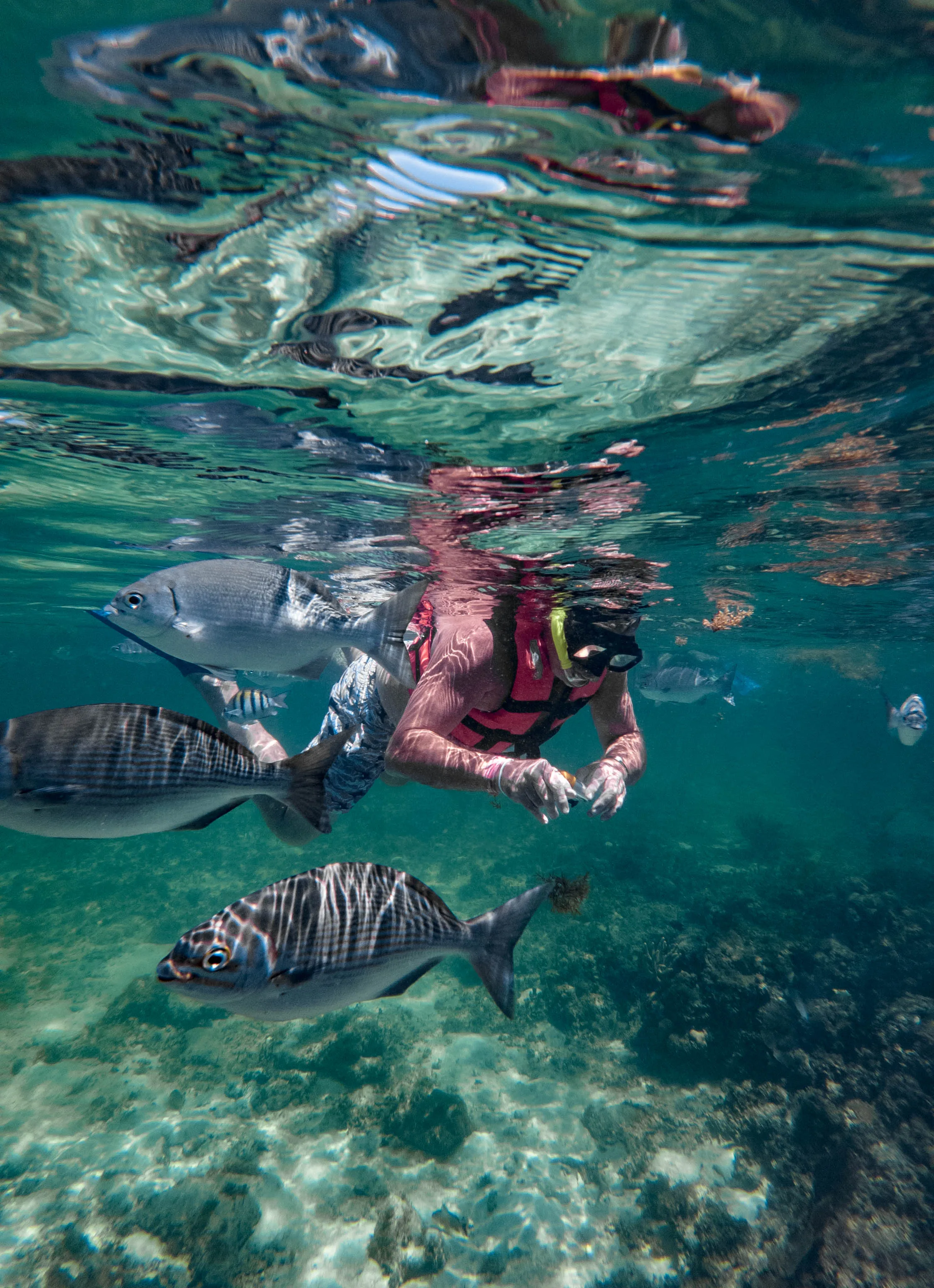 Jungle Tour Individual Cancún con Snorkel y Ceremonia Maya