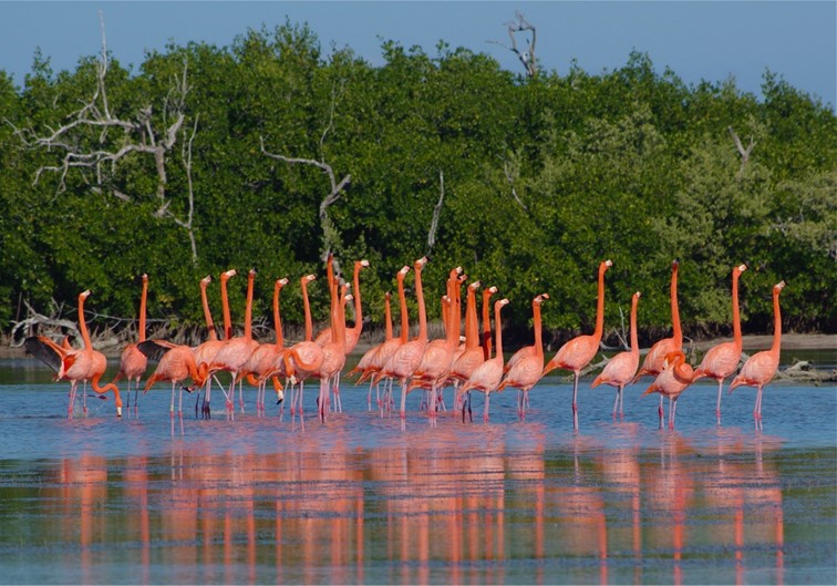 Tour Las Coloradas y Rio Lagartos