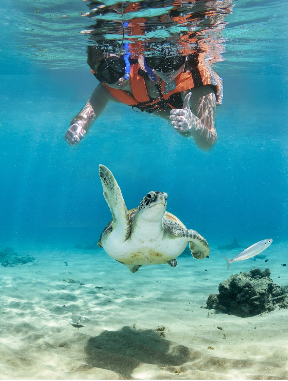 Nado con tortugas y Cenote Subterraneo desde Riviera Maya