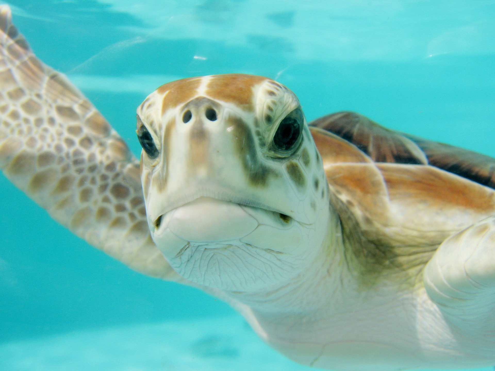 Nado con tortugas y Cenote Subterraneo desde Riviera Maya