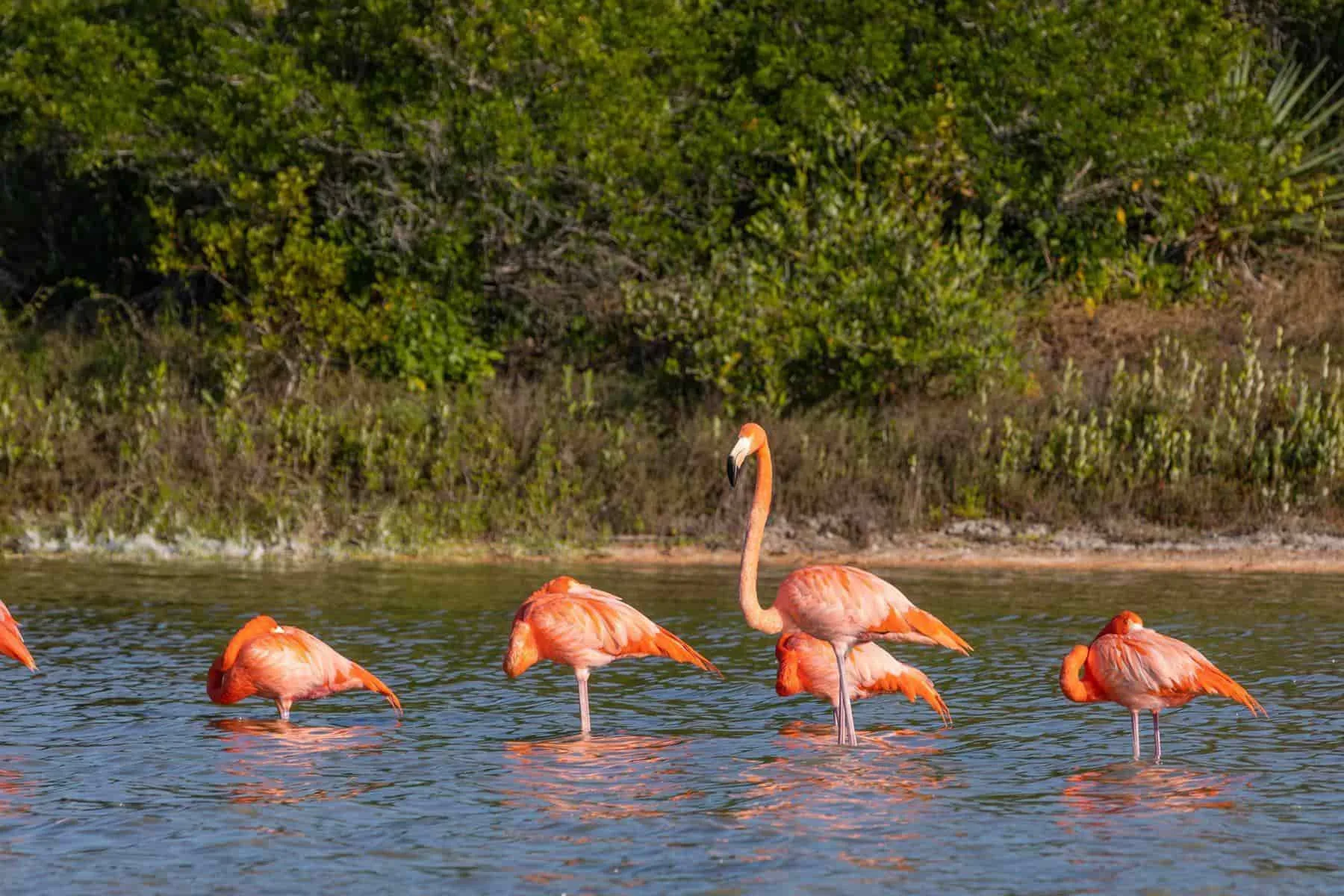 Sisal Excursion through the mangroves and beaches from Mérida