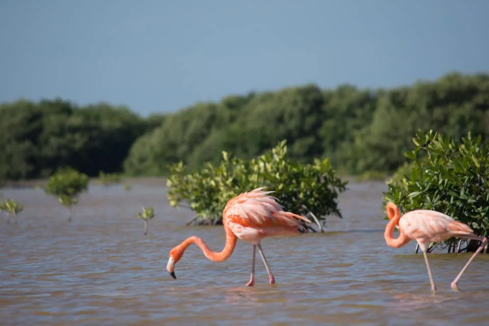 Excursión a Sisal en bote por los manglares y playas desde Merida