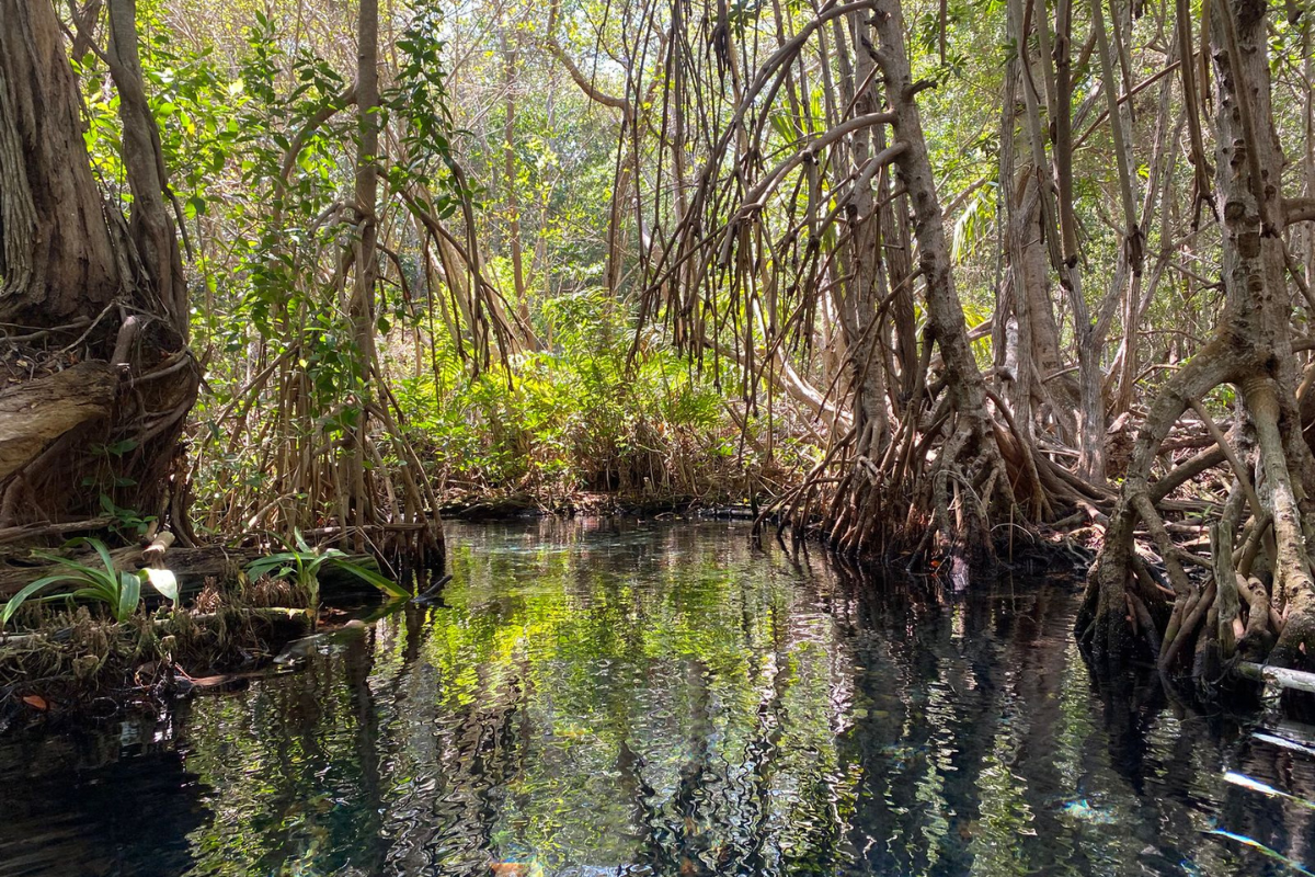 Excursión a Sisal en bote por los manglares y playas desde Merida