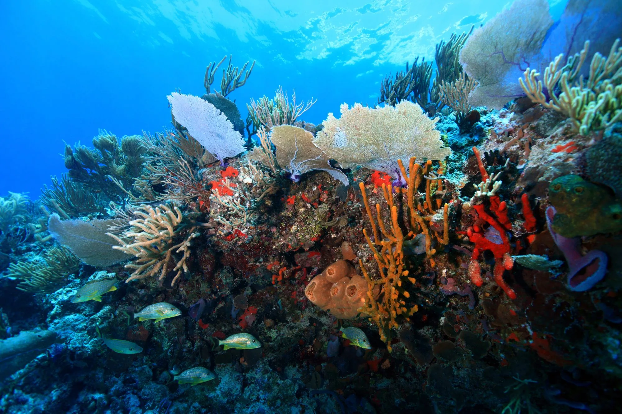 Tour Cozumel Cielo Snorkel