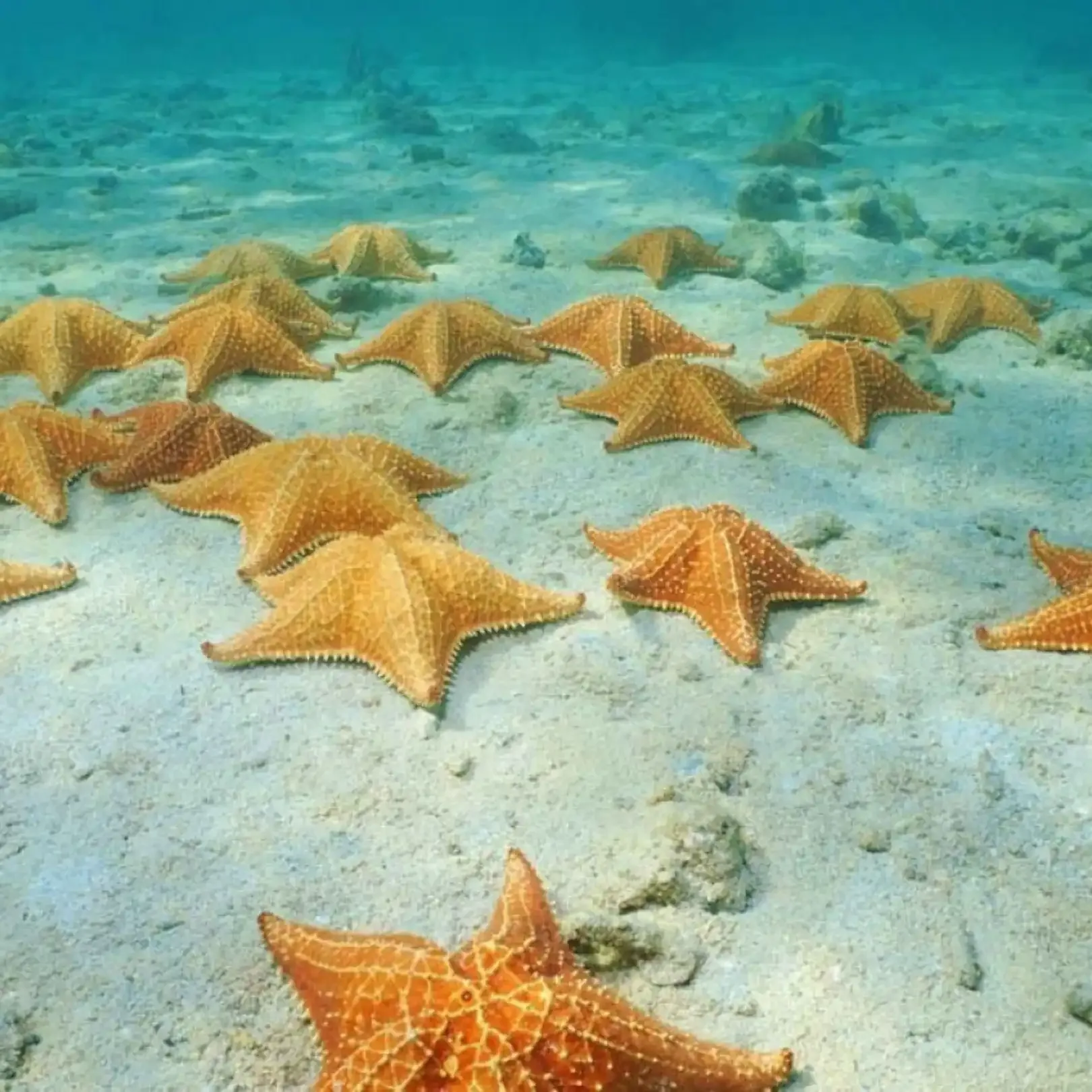 Tour Cozumel Cielo Snorkel