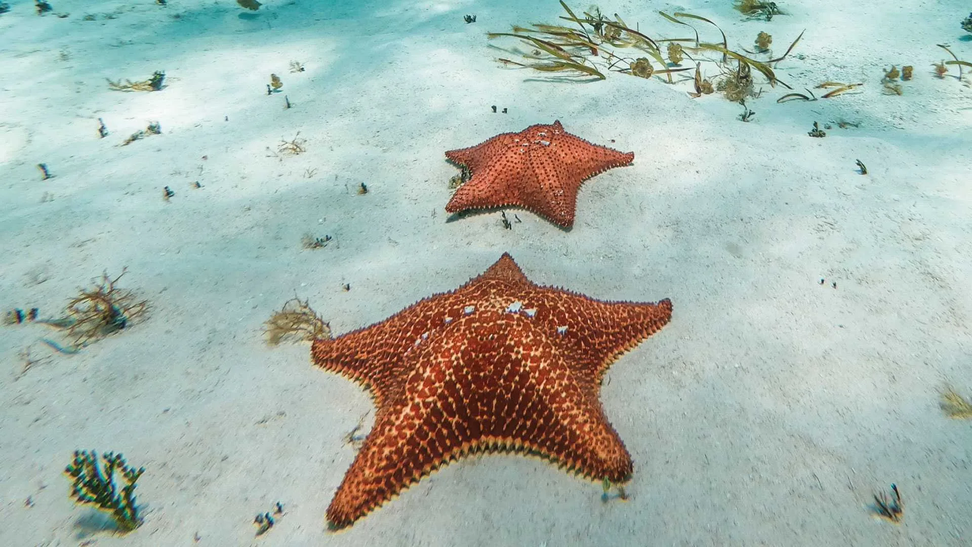 Tour Cozumel Cielo Snorkel