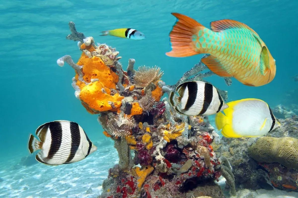 Tour Isla Contoy Catamaran