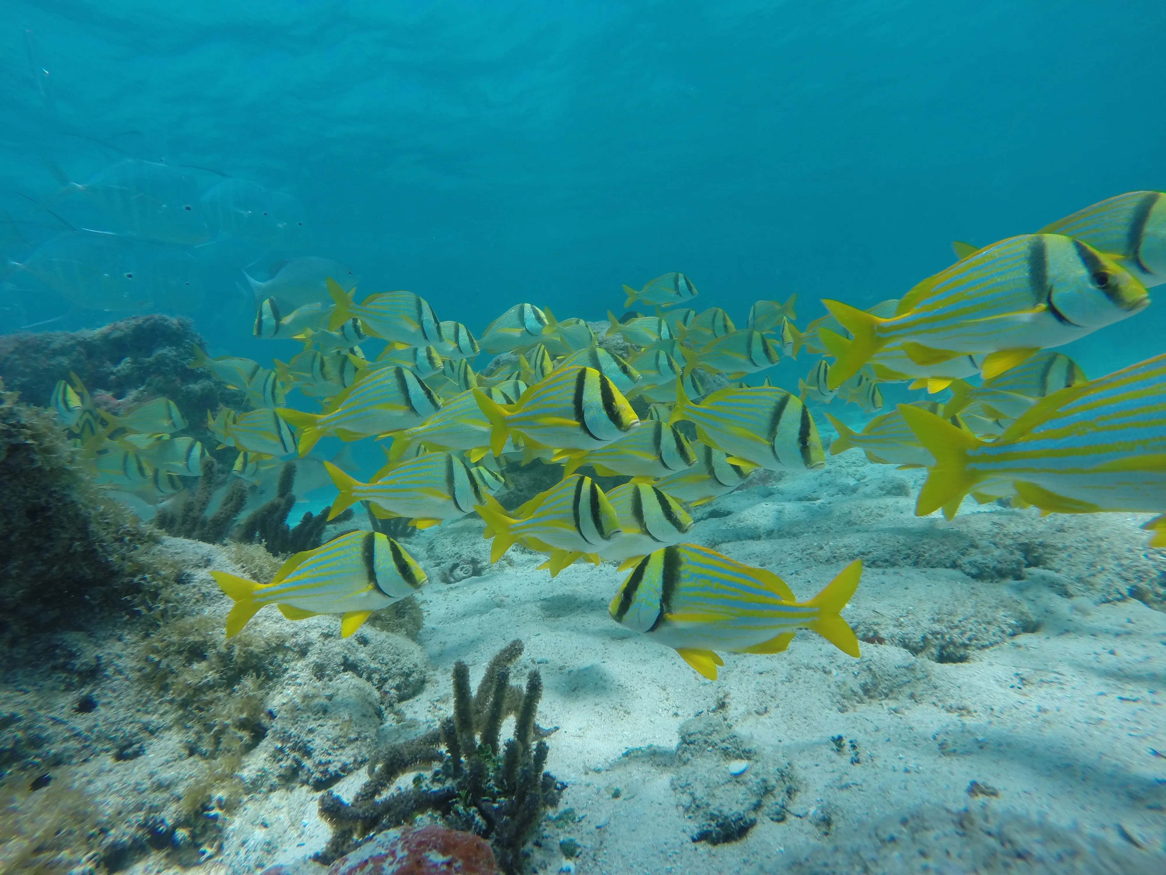Tour Isla Contoy Catamaran