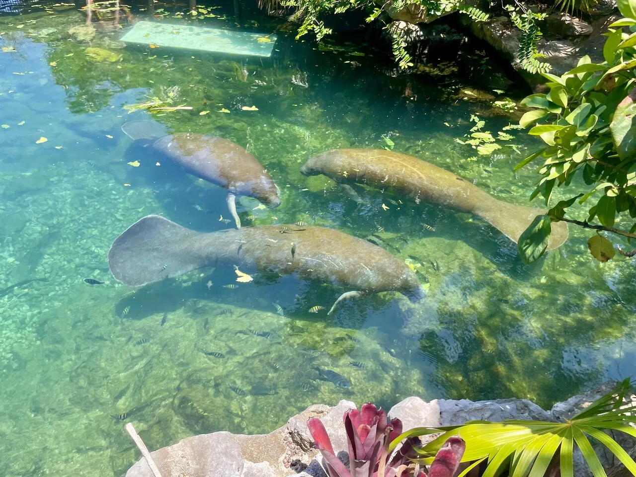 Tour Xcaret Plus con transporte