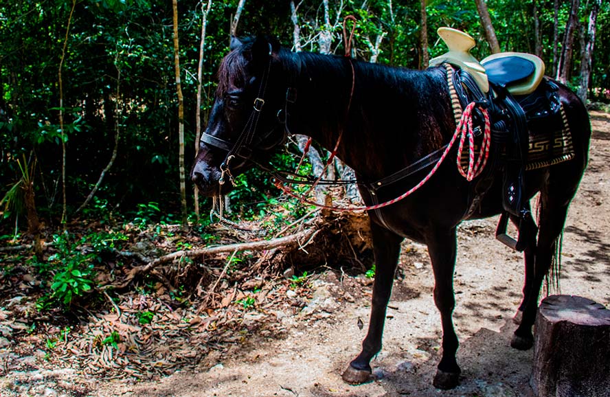 Combo 3x1  ATV compartido, Caballos, Tirolesa y Cenote