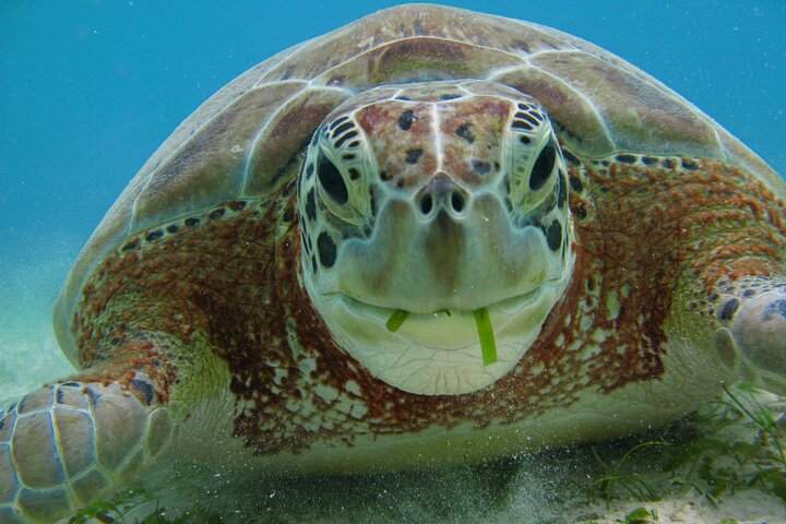 Tour Tulum, Cenote y Akumal Nado con Tortugas