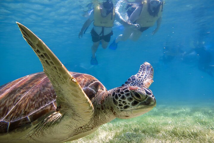 Tour Tulum, Cenote y Akumal Nado con Tortugas